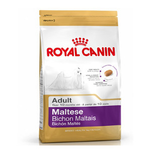 royal-canin-bichon-maltais-adult