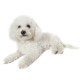 Race Bichon