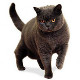 Race British Shorthair