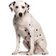 Dalmatien