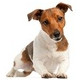 Jack Russel