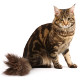 Race Maine Coon