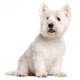 West Highland Terrier